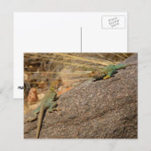 Western Collared Lizards in Colorado Postkarte (Vorne/Hinten)