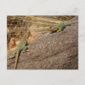 Western Collared Lizards in Colorado Postkarte (Vorderseite)