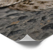 Western Diamondback Rattlesnake Poster (Ecke)