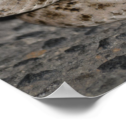 Western Diamondback Rattlesnake Poster (Ecke)