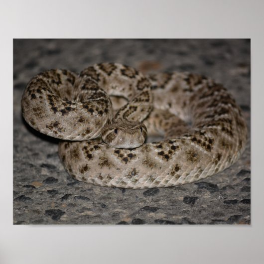 Western Diamondback Rattlesnake Poster (Vorne)