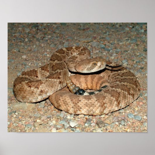 Western Diamondback Rattlesnake Poster (Vorne)
