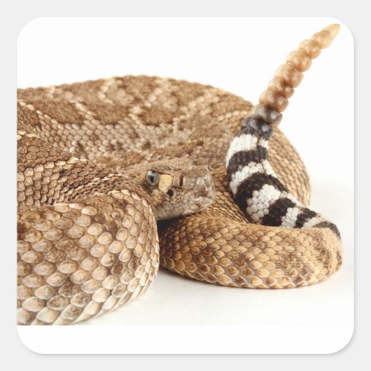 Western Diamondback Rattlesnake. Quadratischer Aufkleber (Vorderseite)