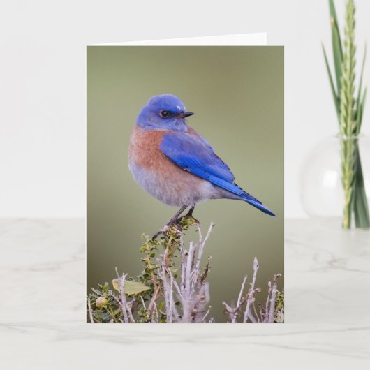 Western-Drossel Karte (Vorderseite)