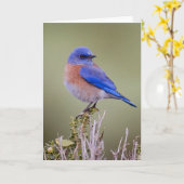 Western-Drossel Karte (Gelbe Blume)