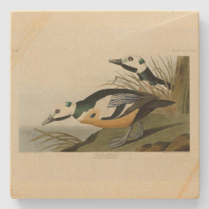 Western Duck von Audubon's Birds of America Steinuntersetzer