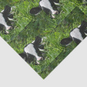 Western Farm Ranch Holstein Cala in Gras Seidenpapier (Detail)