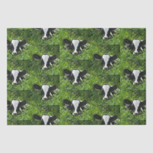 Western Farm Ranch Holstein Cala in Gras Seidenpapier