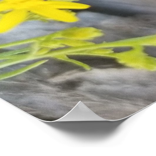 Western Fence Lizard Poster (Ecke)