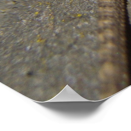 Western Fence Lizard Poster (Ecke)