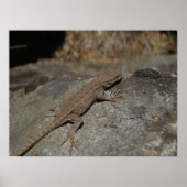 Western Fence Lizard Poster (Vorne)