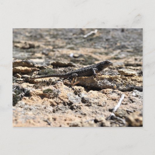 Western Fence Lizard Postkarte (Vorderseite)