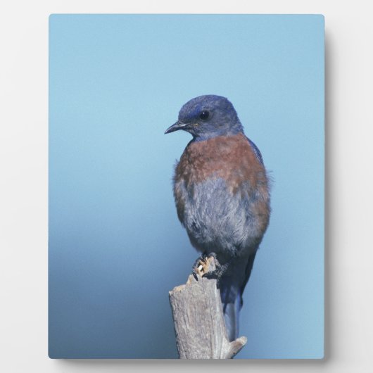 Western Fotoplatte (Vorderseite)