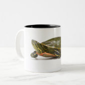 Western gemalte Schildkröte (Chrysemys picta Zweifarbige Tasse (Vorderseite Links)