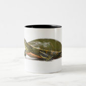 Western gemalte Schildkröte (Chrysemys picta Zweifarbige Tasse (Mittel)