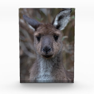 Western Gray Kangaroo Australien Fotoblock