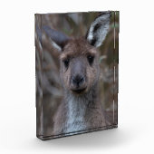 Western Gray Kangaroo Australien Fotoblock (Links)