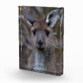 Western Gray Kangaroo Australien Fotoblock (Rechts)
