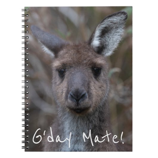 Western Gray Kangaroo Australien Notizblock (Vorderseite)