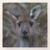 Western Gray Kangaroo Portrait Glasuntersetzer (Vorderseite)