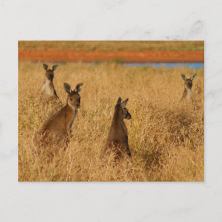 Western Gray Kangaroos Postkarte