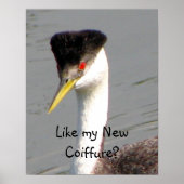Western Grebe Poster (Vorne)