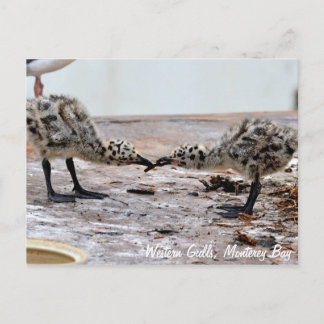 Western Gull Chicks Postkarte