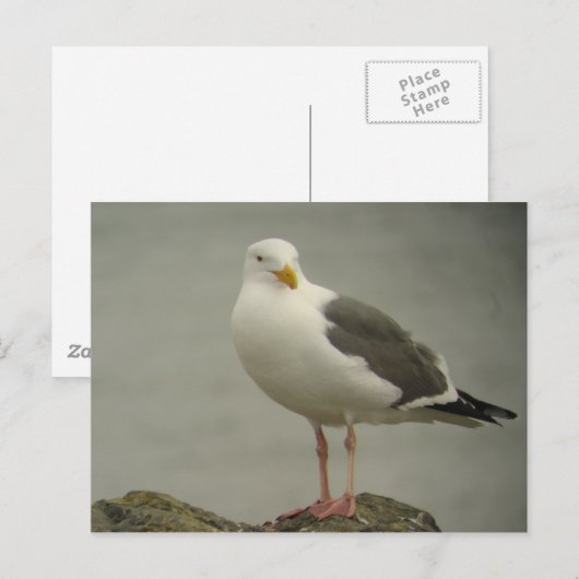 Western Gull Postcard Postkarte (Vorne/Hinten)