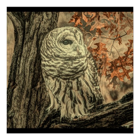 Western Herbst Blätter Eichenbaum Poster (Vorderseite)