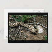 Western Hognose Snake Postkarte (Vorne/Hinten)