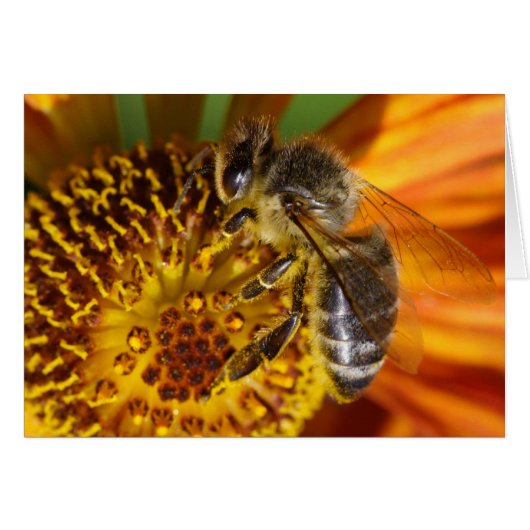 Western Honey Bee Macro (Vorderseite (Horizontal))