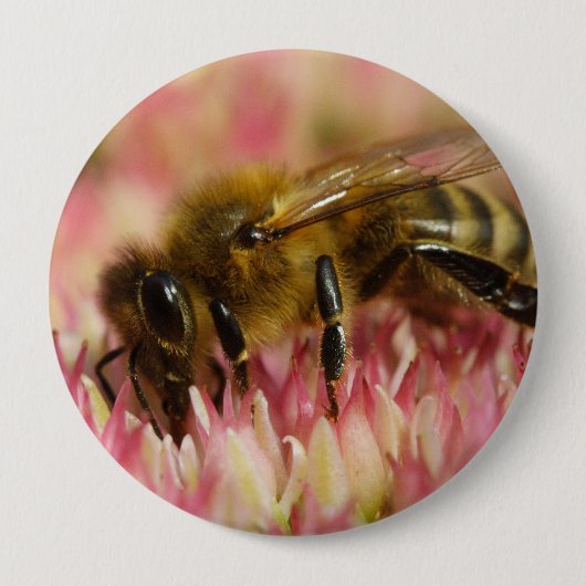 Western Honey Bee Macro Button (Vorderseite)