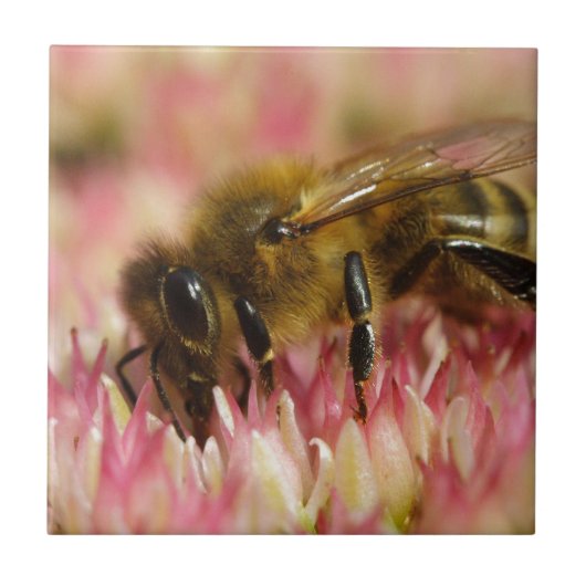 Western Honey Bee Macro Fliese (Vorderseite)