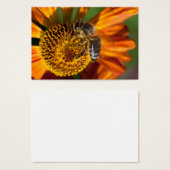 Western Honey Bee Macro Foto (Vorne & Hinten)