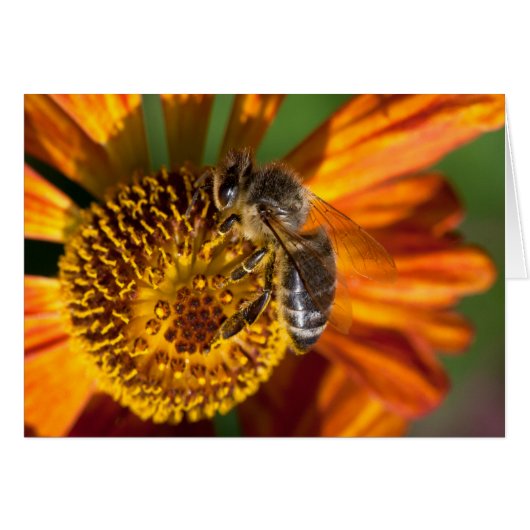 Western Honey Bee Macro Foto (Vorderseite (Horizontal))