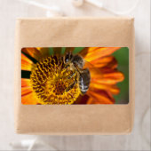 Western Honey Bee Macro Foto (Insitu)