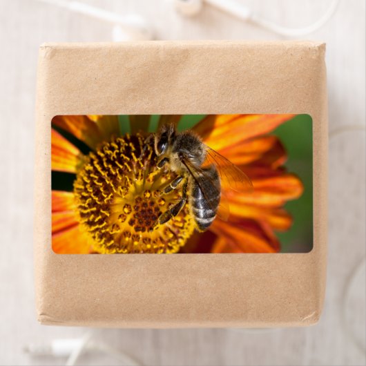 Western Honey Bee Macro Foto (Insitu)