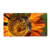 Western Honey Bee Macro Foto (Vorne)