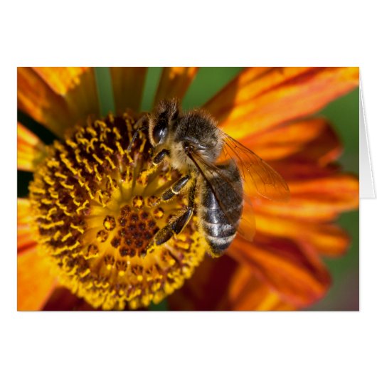 Western Honey Bee Macro Foto (Vorderseite (Horizontal))
