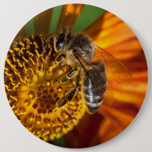 Western Honey Bee Macro Foto Button