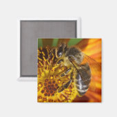 Western Honey Bee Macro Foto Magnet (Vorderseite/Rückseite)