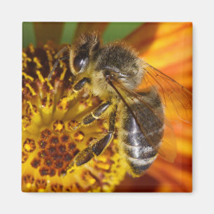 Western Honey Bee Macro Foto Magnet