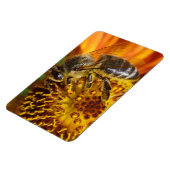 Western Honey Bee Macro Foto Magnet (Linke Seite)