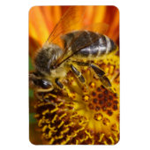 Western Honey Bee Macro Foto Magnet (Vertikal)