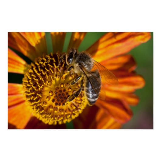 Western Honey Bee Macro Foto Poster (Vorderseite)