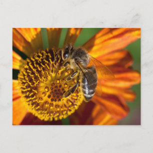 Western Honey Bee Macro Foto Postkarte