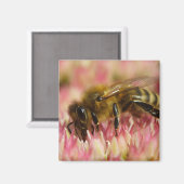 Western Honey Bee Macro Magnet (Vorderseite/Rückseite)