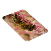 Western Honey Bee Macro Magnet (Rechte Seite)