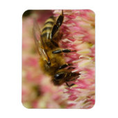 Western Honey Bee Macro Magnet (Vertikal)