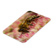 Western Honey Bee Macro Magnet (Linke Seite)